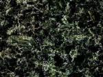 Atlantic Green green Granite Canada