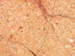Bilecik Pembesi pink Limestone Turkey