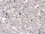 G606 Stone Countertops Color Search