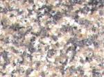 G657 Stone Countertops Color Search