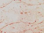 Perlato Sicilia F Stone Countertops Color Search