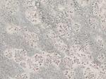 Prata Ornamental grey Granite Brazil