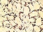 Rosavel beige Granite Spain