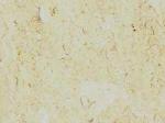 Sinai Pearl Stone Countertops Color Search