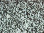 Thanstein Stone Countertops Color Search