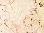 Trani Fiorito Stone Countertops Color Search